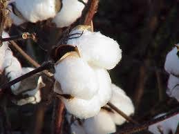 Sankar 6 Raw Cotton