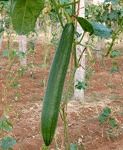 Sponge Gourds