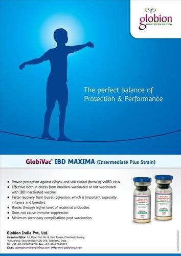 Globivac Ibd Maxima (Intermediate Plus Strain)