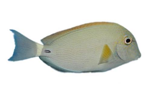 Acanthurus maculiceps Fish