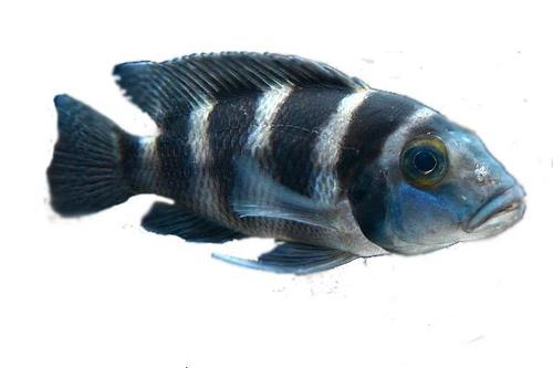 African Cichlids Fish