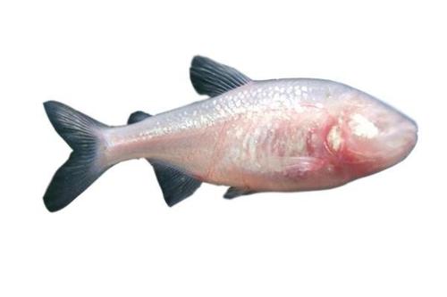 Blind Cave Tetra Fish