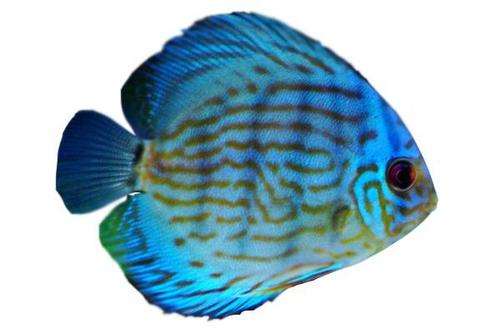 Blue Turquoise Discus