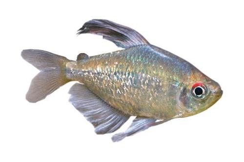 Diamond Tetra Fish