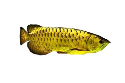  Golden Arowana Fish  at Best Price in Bengaluru Karnataka 