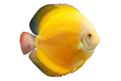 Golden Sunrise Discus