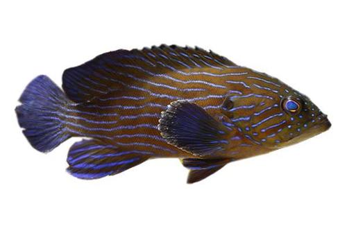 Blue Line Grouper Fish - 250+ Gallon Aquarium Requirement, Aggressive Species with Vibrant Light Red and Dark Blue Fins, Prefers Meaty Diet of Krill and Shrimp