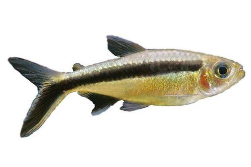 Hockey Stick Tetra Fish