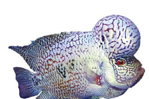 King Kamfa Flowerhorn Fish