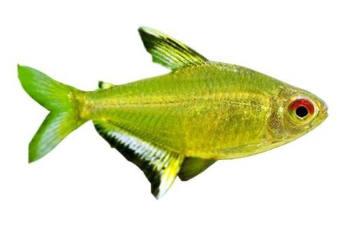 Lemon Tetra Fish