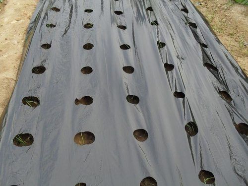 UV Stabilized High Strength Rectangular Mulching Film with Length 200 To 1000 Meter