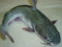 Cat Fish