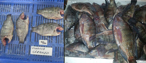 Fish Farming Sea Food