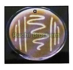 Zinc Solubilizing Bacteria