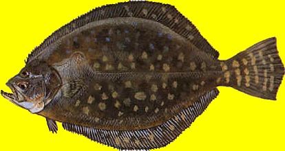 Flounder Fish