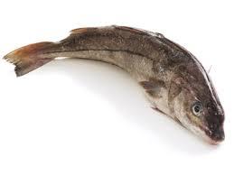 Haddock Fish