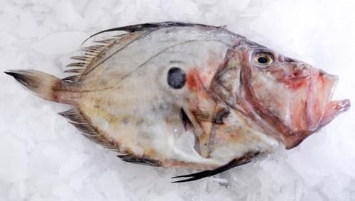 John Dory Fish