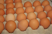 Farm Fresh Chicken Table Eggs