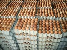 Quality Organic Fresh Chicken Table Eggs And Fertilized Hatching Eggs