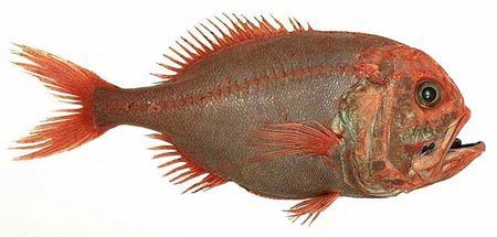 Orange Roughy Fish