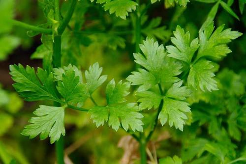 Parsley