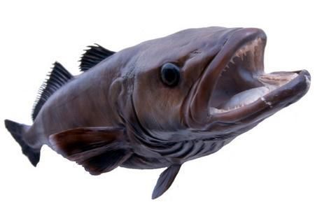 Patagonian Tooth Fish