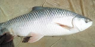 Rohu Fish