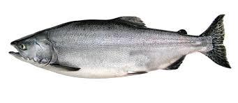 Salmon Fish