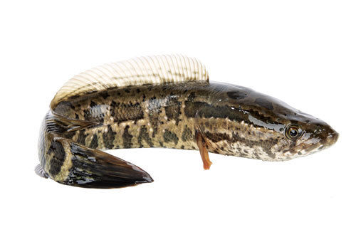 Snakehead Fish