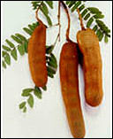 Tamarind