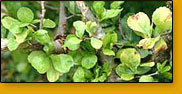 Commiphora Guggul Capsules