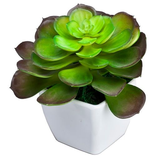 Ctus Mini Plants With Pot