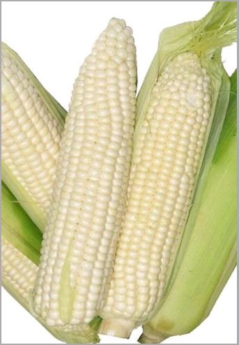 White Maize