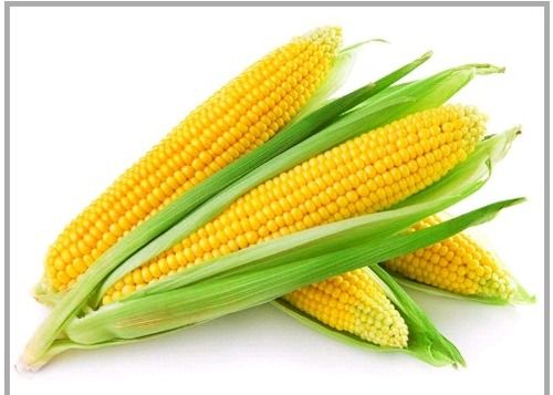 Yellow Maize - Premium Quality Corn, Tender Texture & High Nutritive Value, Ideal for Delicious Dishes and Popcorn