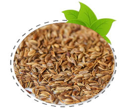 Dill Seed