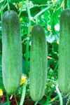 Hybrid Cucumber