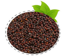 Mustard Seeds