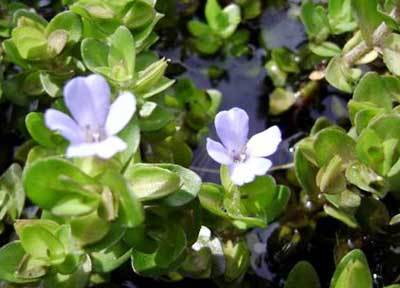 Bacopa Monnieri