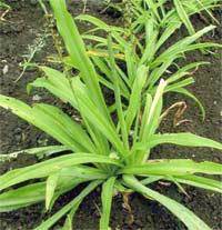 Chlorophytum Borivilianum