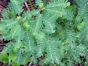 Phyllanthus Niruri