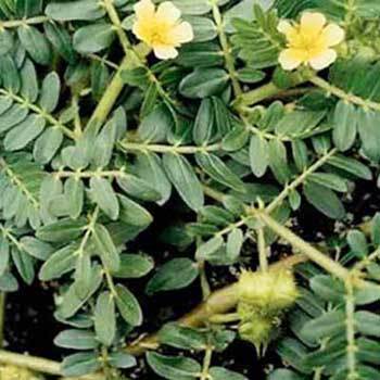 Tribulus Terrestris