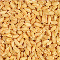 Arihant Wheat