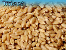 Multi Wheat