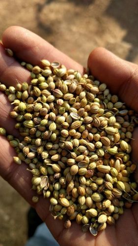 Quality Coriander Seeds