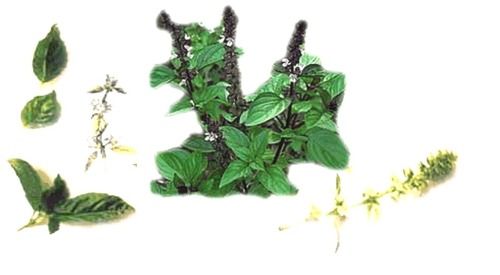 Basil Oil - Steam Distilled from Whole Plants | High Grade Quality, Unmatchable Characteristics