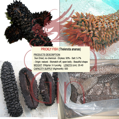Dried Prickly Fish Sea Cucumber Vietnam By Seacucumber AFV