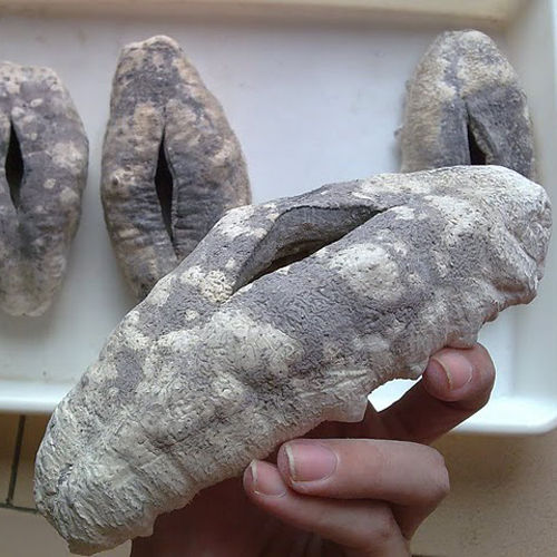 Dried Sea Cucumber