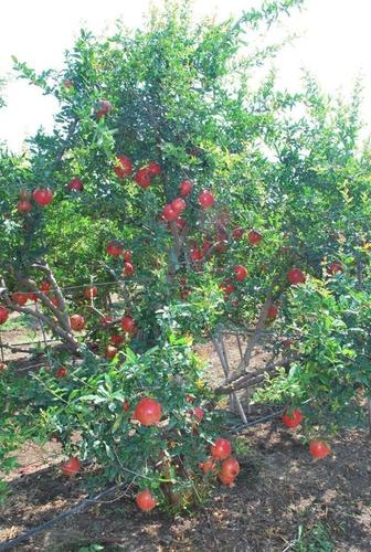 Pomegranate Plant