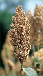 Sorghum - Premium Quality Grain for Food and Bio-Fuel Production, Sweet Hybrid Options Available