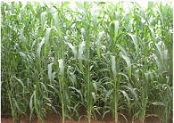 Sudan Grass Hybrids
